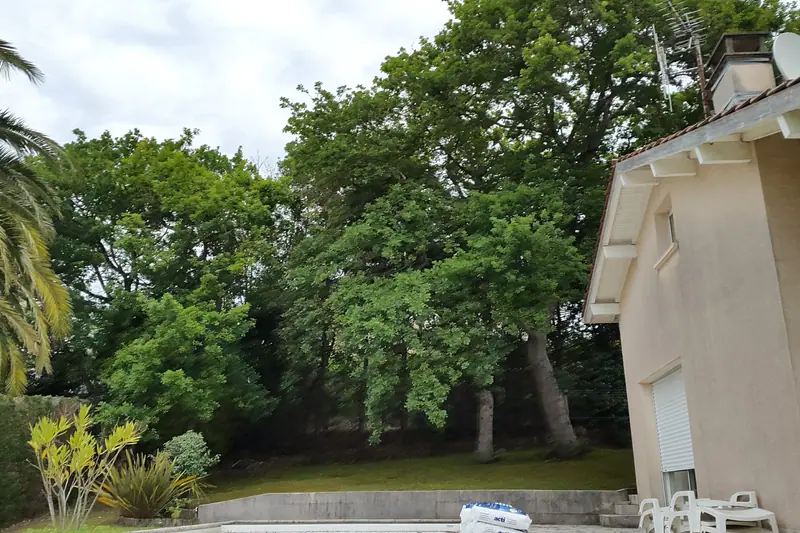 Grand arbre avant intervention, vu depuis le sol