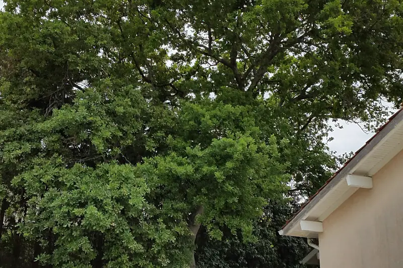 Grand arbre avant intervention, vu depuis le sol